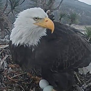 Meet your Posher, Sheila